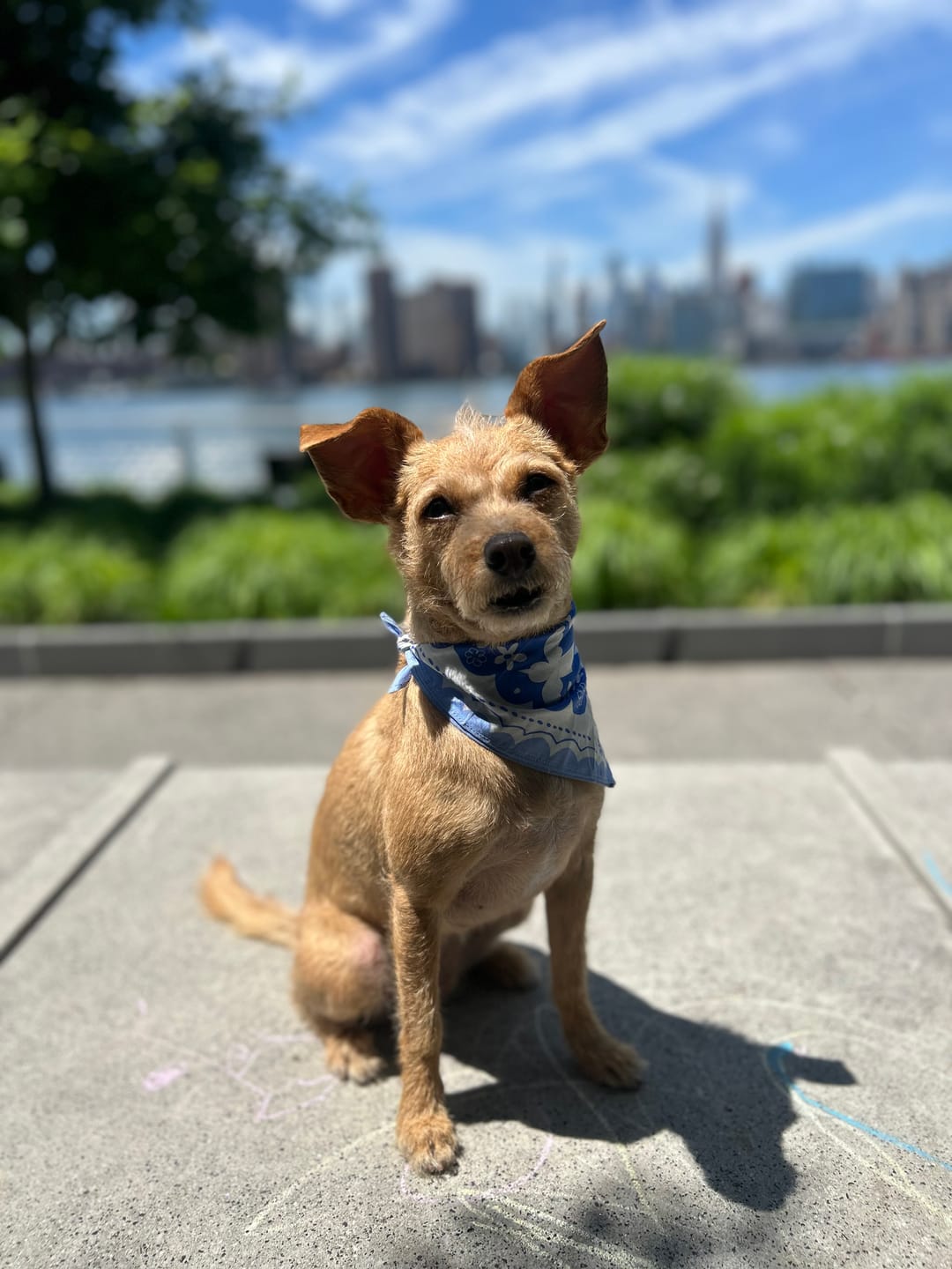 Customer photo review of Matisse Bandana