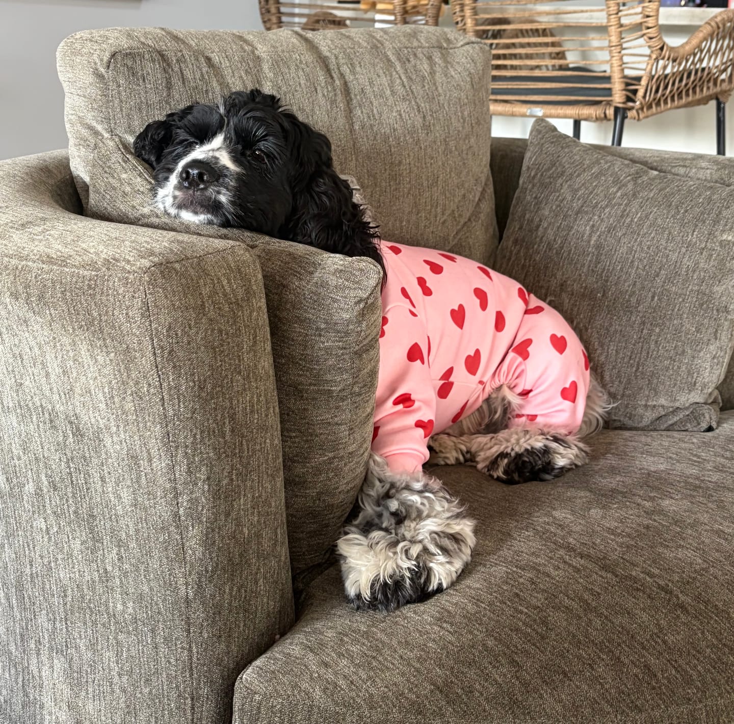 Customer photo review of Dog Pajama - Pink Hearts