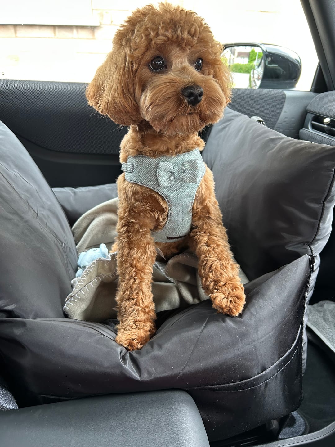 Customer photo review of Travel Dog Pod - Now With IsoFix