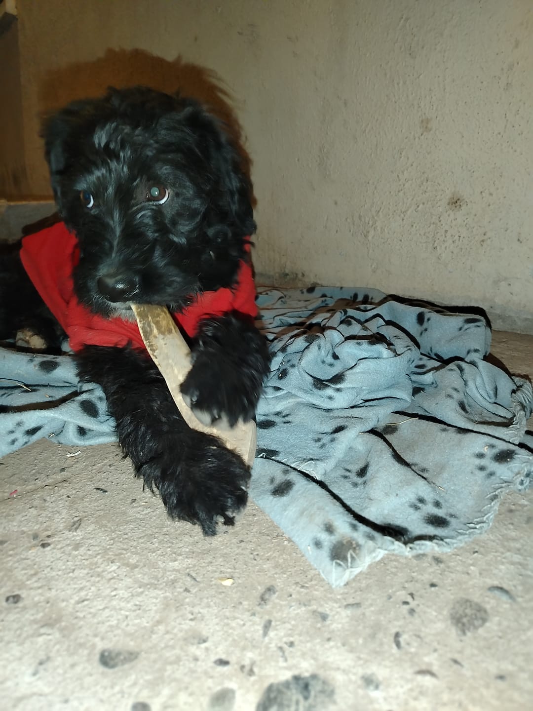 Customer photo review of Asta de ciervo para perros - Principiante