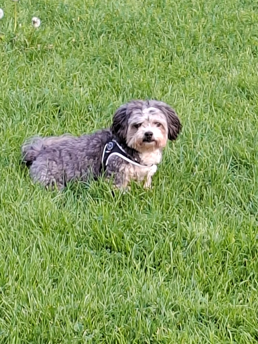 Customer photo review of Wurmtest Pro Hund Sparpaket