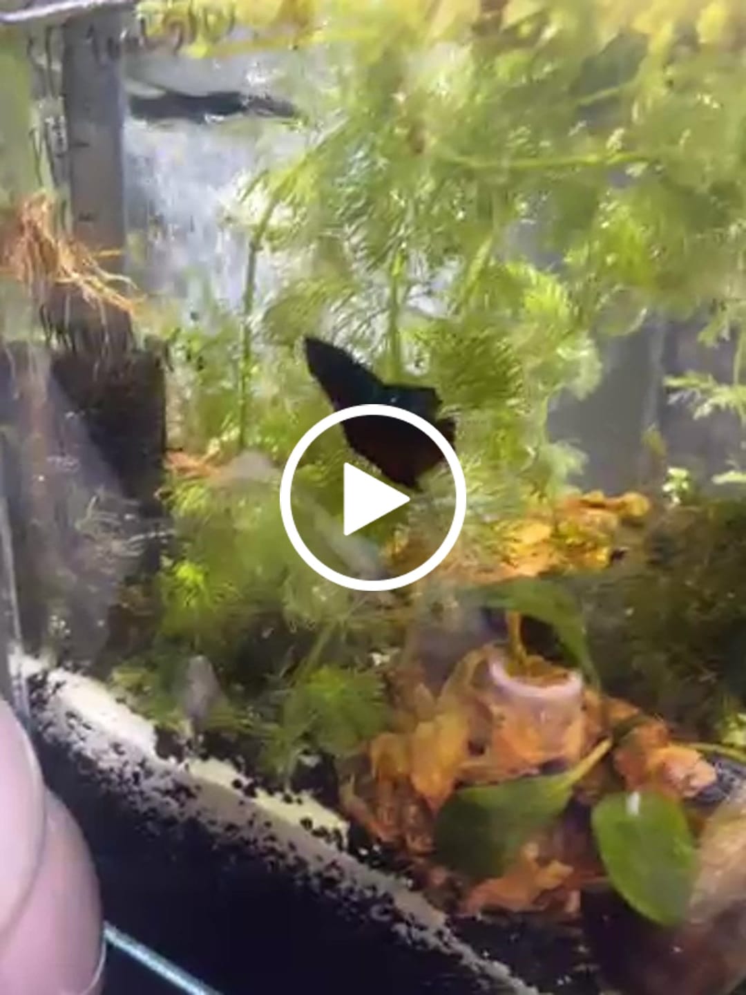Customer video review of Rare Avatar Betta Fish (Male)