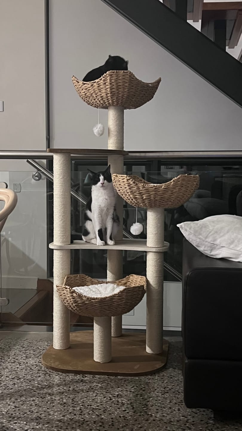 Customer photo review of Woven Rattan Multi-Level Cat Tree (K903) – 6 Tiers with Full Sisal Posts & Multi-Beds