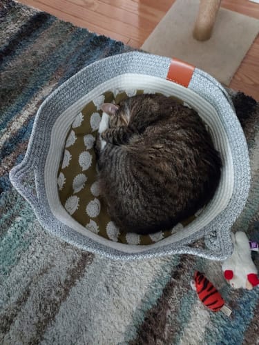 Customer photo review of Instinct Basket | Meet the first research-backed natural territory for indoor cats