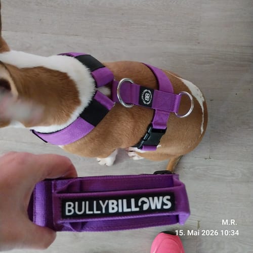 Customer photo review of Anti-Pull TRI-Harness® | Training Dog Harness for All Breeds - Purple