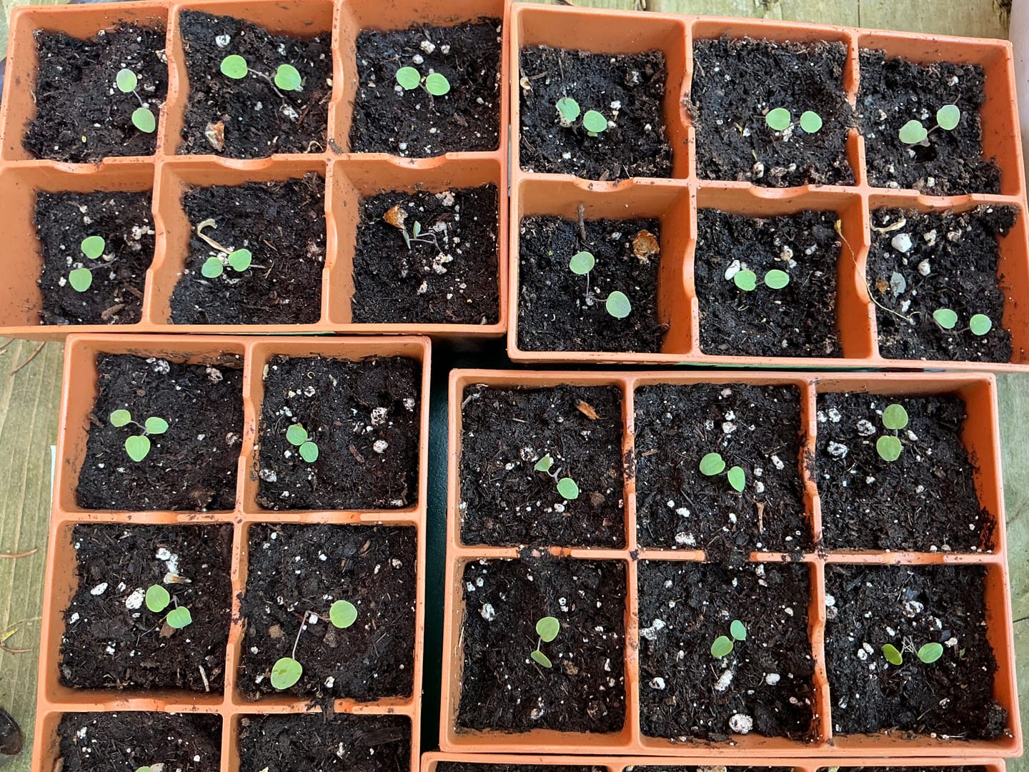 Customer photo review of 6-Cell Seed Starter Set