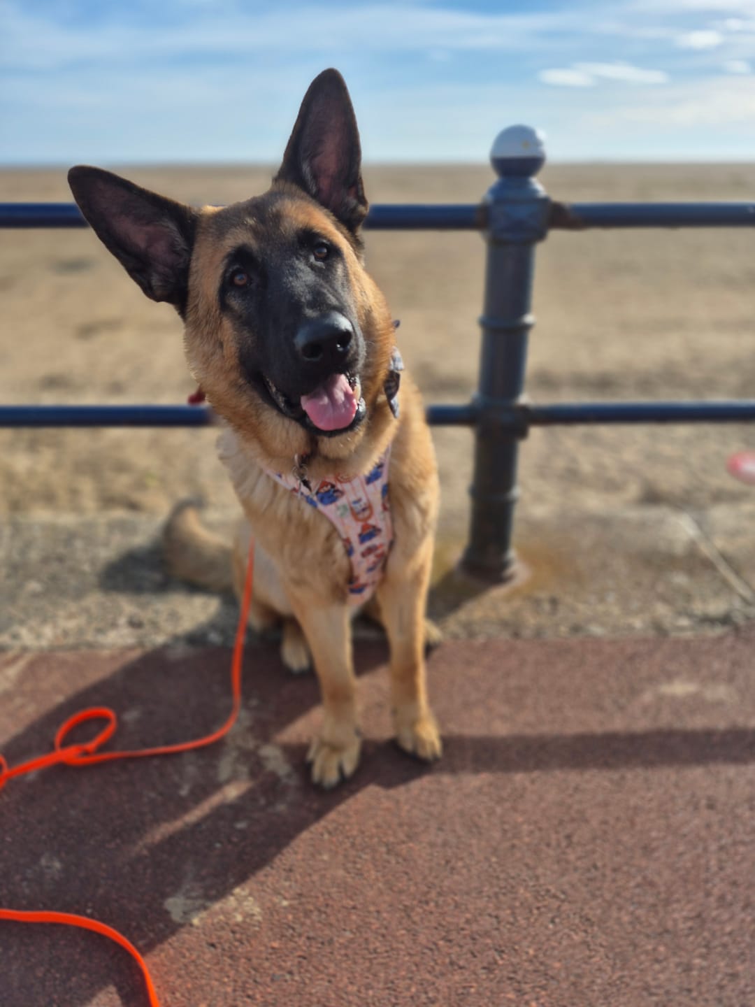 Customer photo review of Paddington™ Tough Trails™ Harness - Peckish Paddington