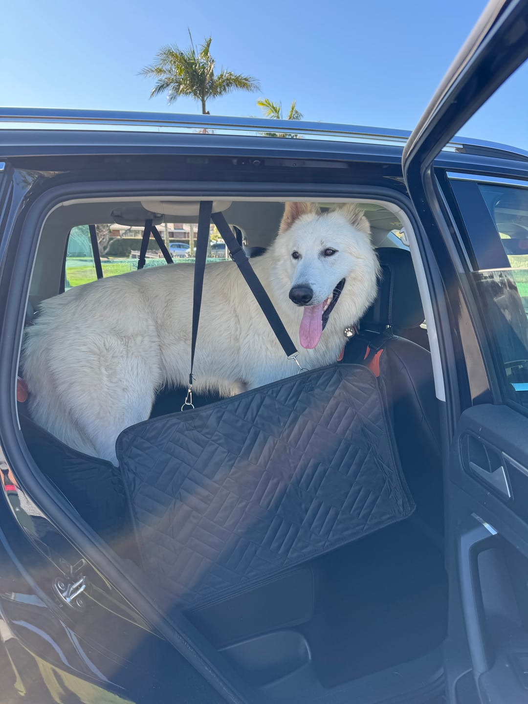 Customer photo review of Companion&Co™ Hard Bottom Car Seat Cover