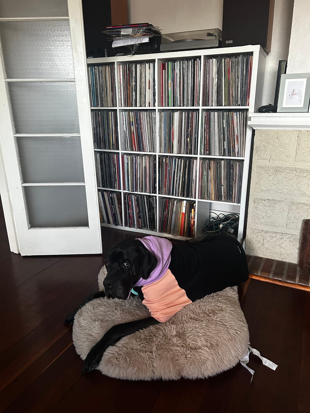 Customer photo review of Cyber Punk Dog Hoodie