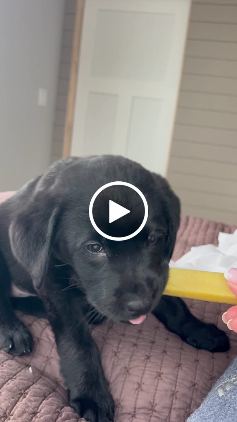 Customer video review of Long-Lasting Yak Chews — 4 Flavor Pack