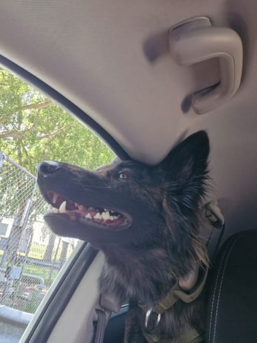 Customer photo review of 4cm Combat® Collar | Handle & Rated Clip -  Khaki