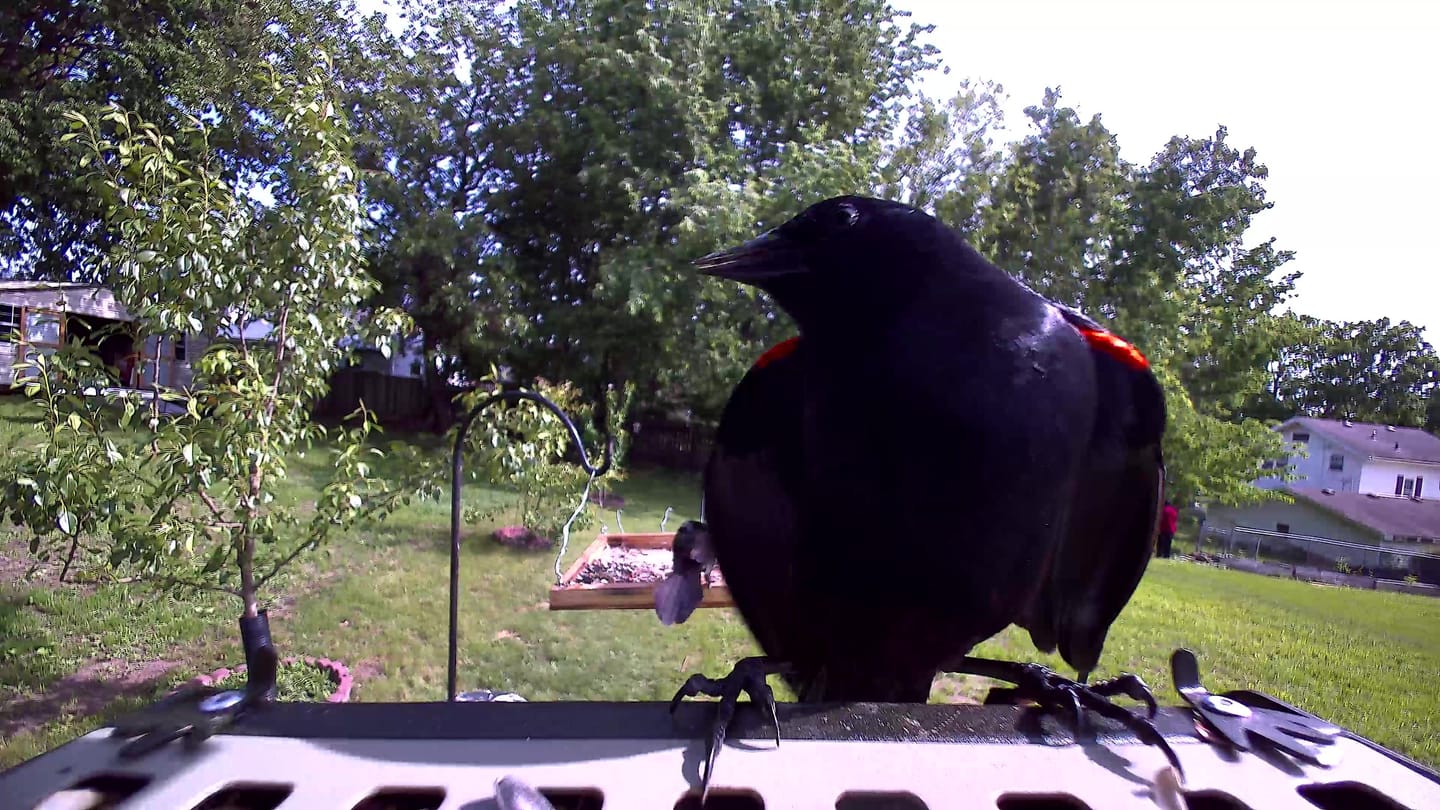 Customer photo review of Birdfy Feeder Metal 2 4K - Smart Metal Feeder with Camera