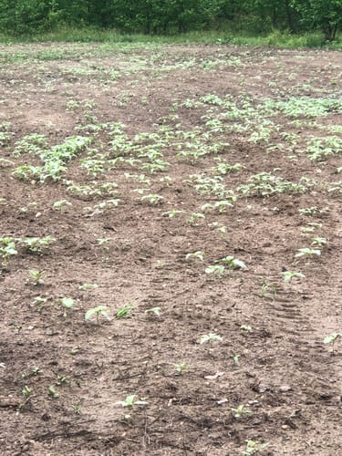 Customer photo review of Sunflower Food Plot Seed