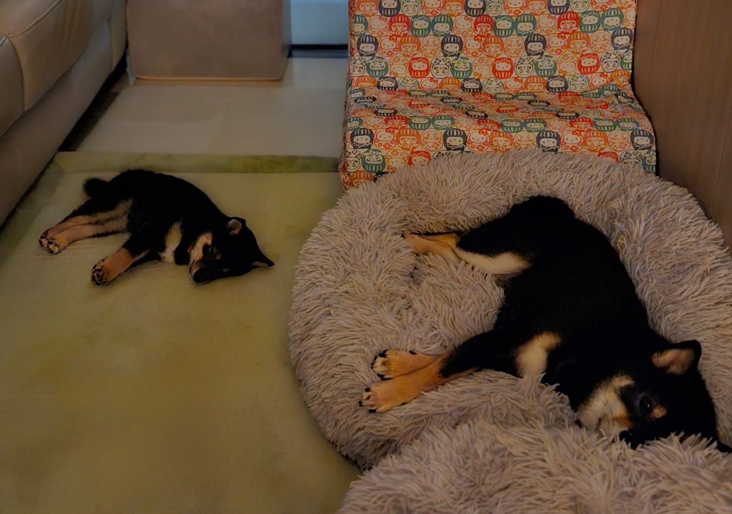 Customer photo review of Momomi® Pet Mat