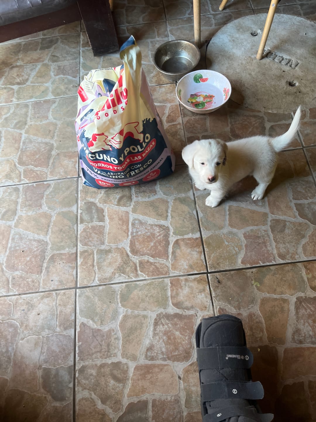 Customer photo review of PetFamily Foods Cachorros