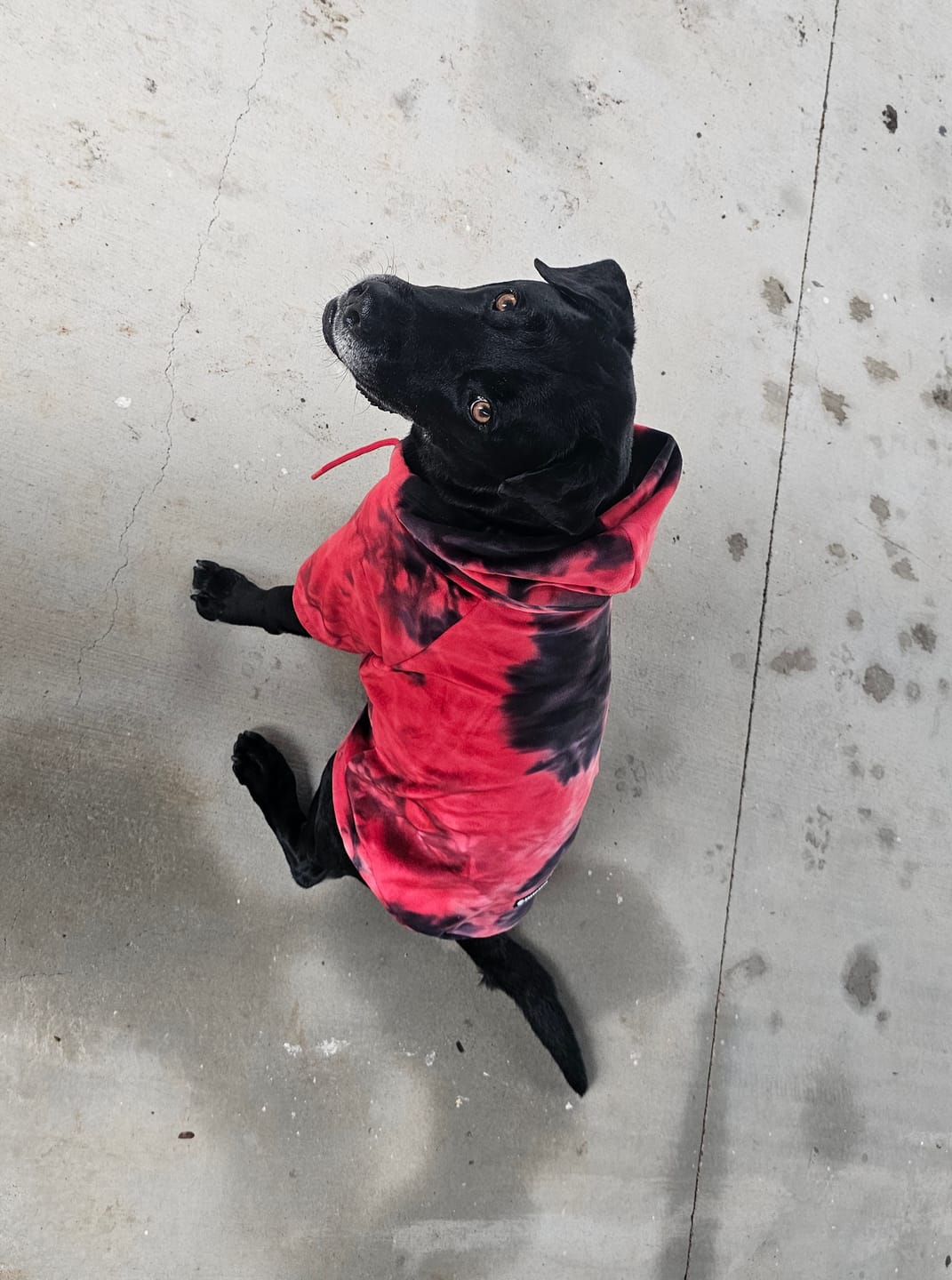Customer photo review of Velvet Dog Hoodie - Red & Black