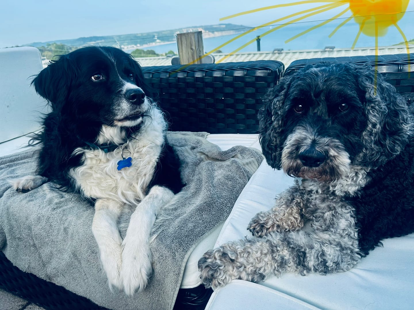 Customer photo review of collagen for dogs
