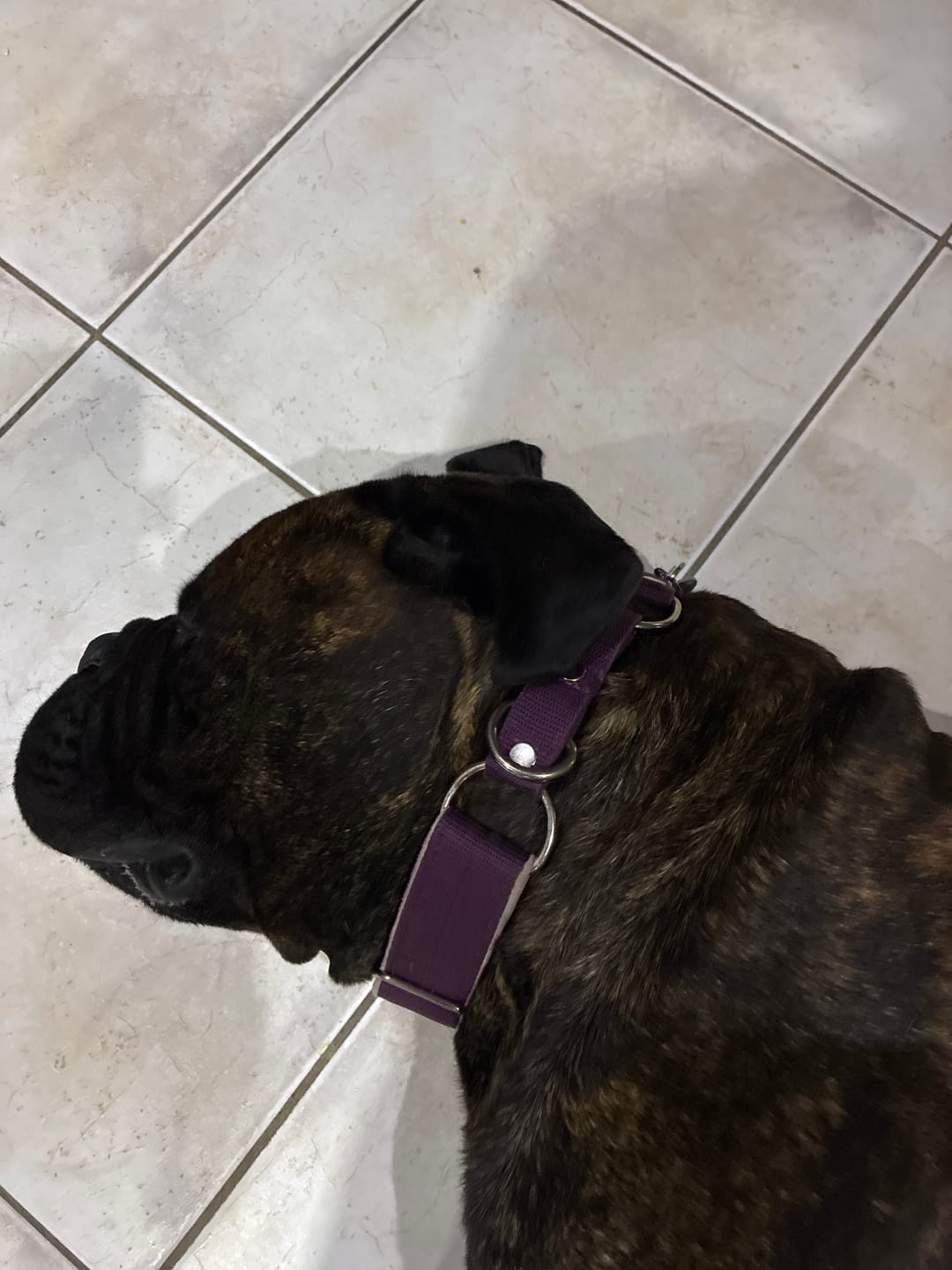Customer photo review of Martingale Plum - Brett fodrat halsband halvstryp