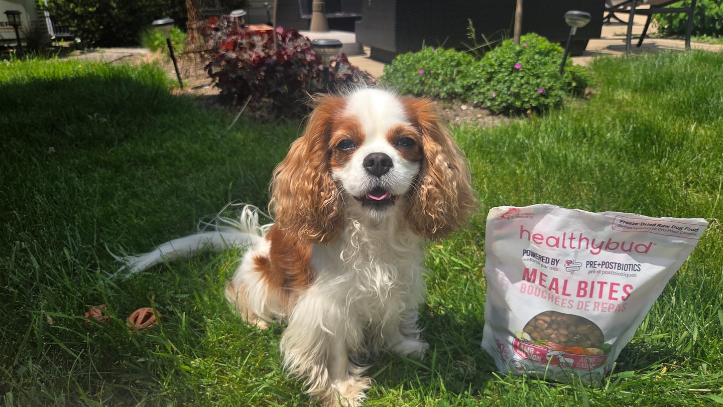 Customer photo review of Lamb + Salmon Meal Bites