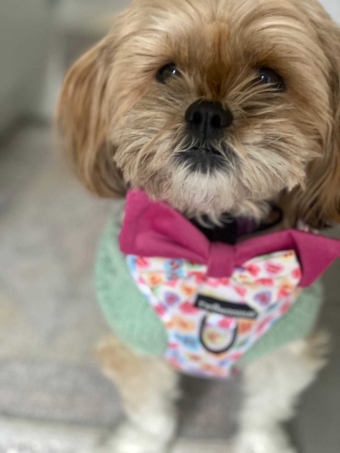Customer photo review of LEASH - SWEET TALKER