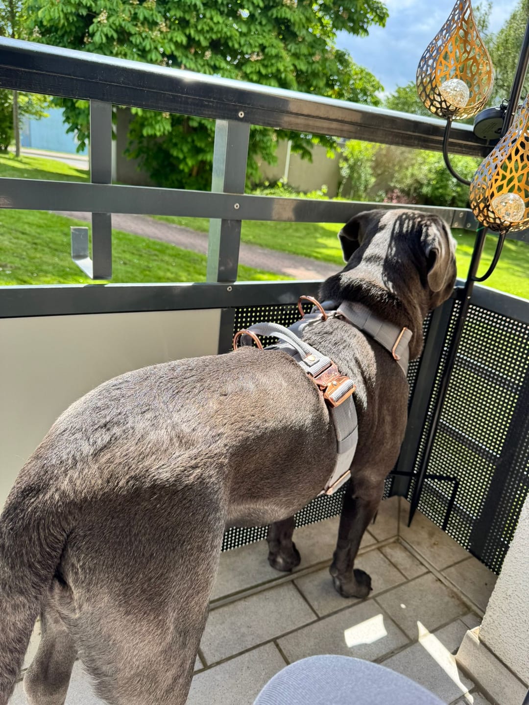 Customer photo review of Guard Leash Rose Edition Grått - Väktarkoppel med extra handtag