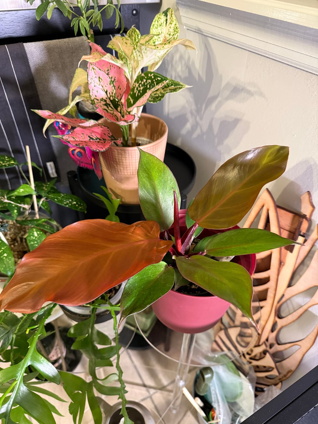 Customer photo review of Philodendron 'McColley's Finale'