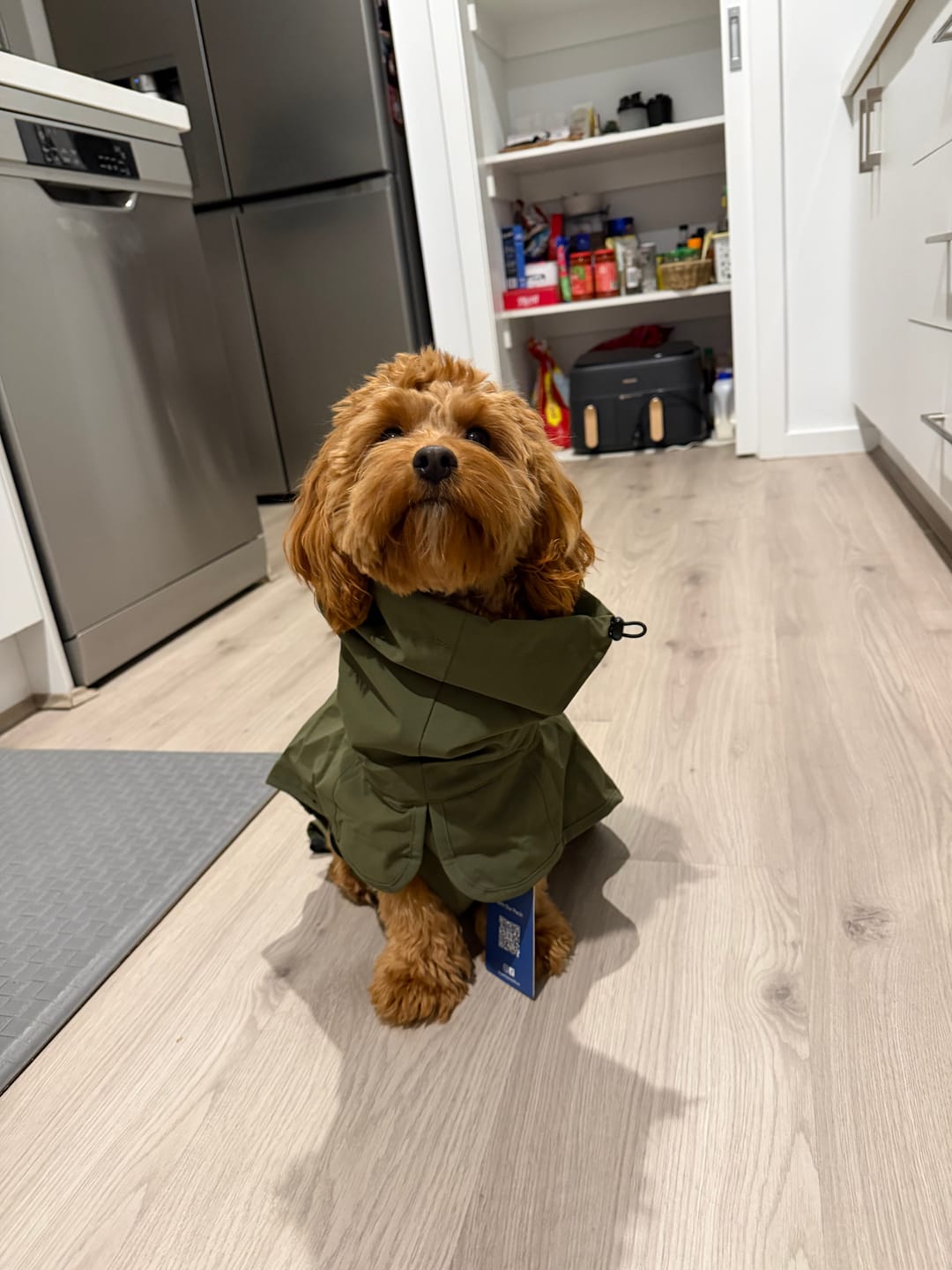 Customer photo review of Breatheshield™ Dog Raincoat - Green Brown Tan