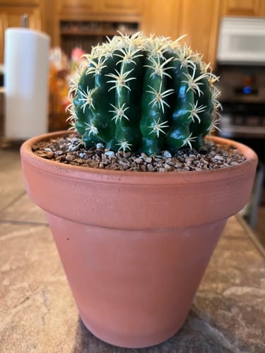 Customer's Short spined Golden Barrel Cactus looking healthy in a terracotta pot on a kitchen counter.