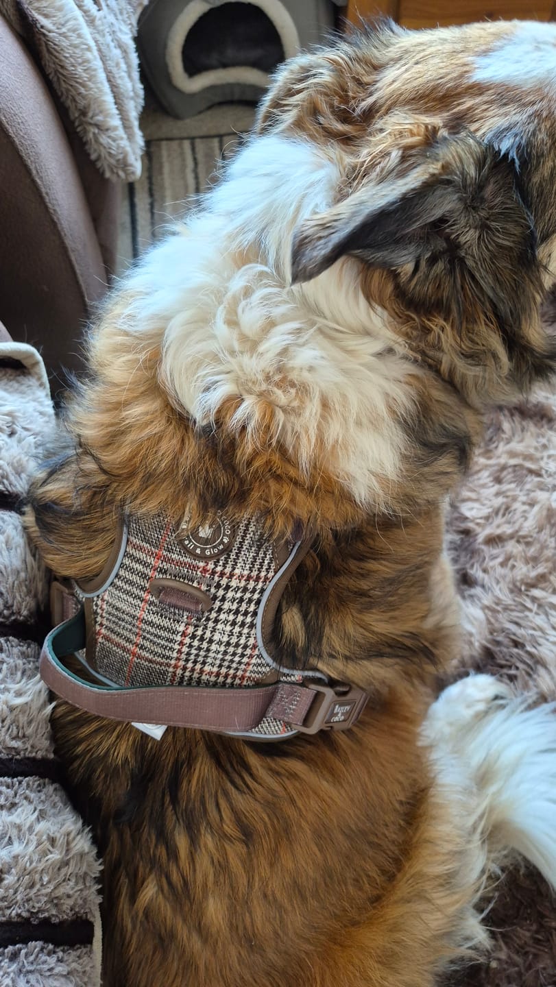 Customer photo review of Trail & Glow Tweed Dog Harness - Colour Drops - Heritage Plaid