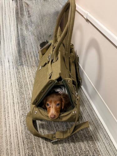 Customer photo review of The Barkin Pet Carrier