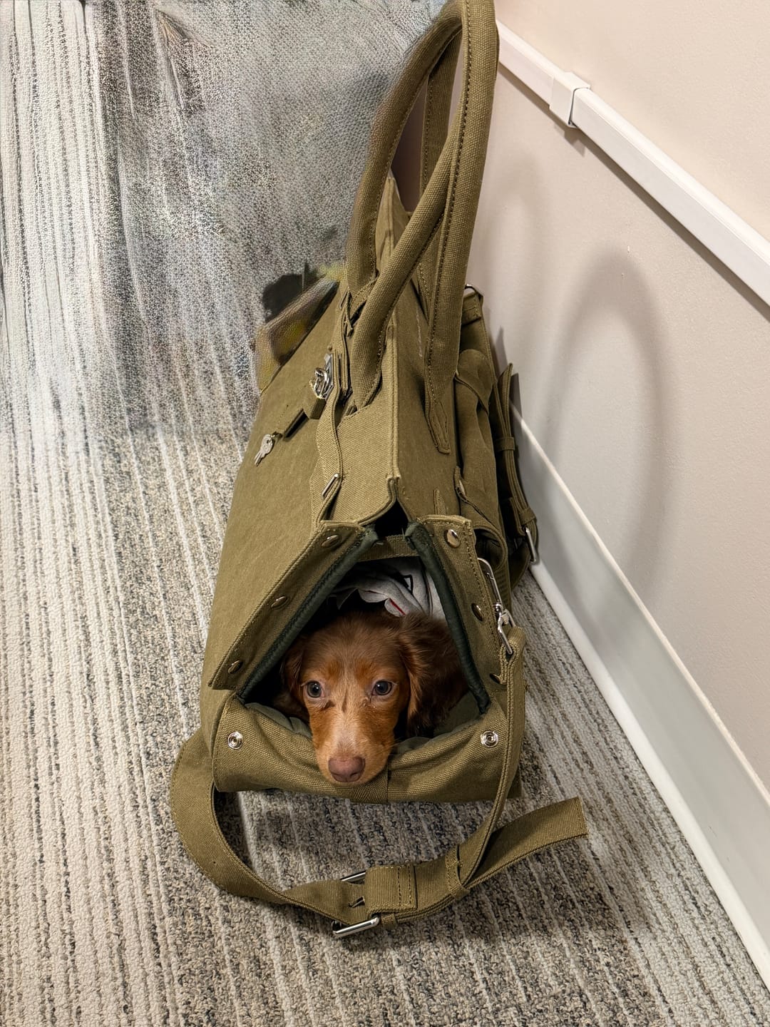 Customer photo review of The Barkin Pet Carrier