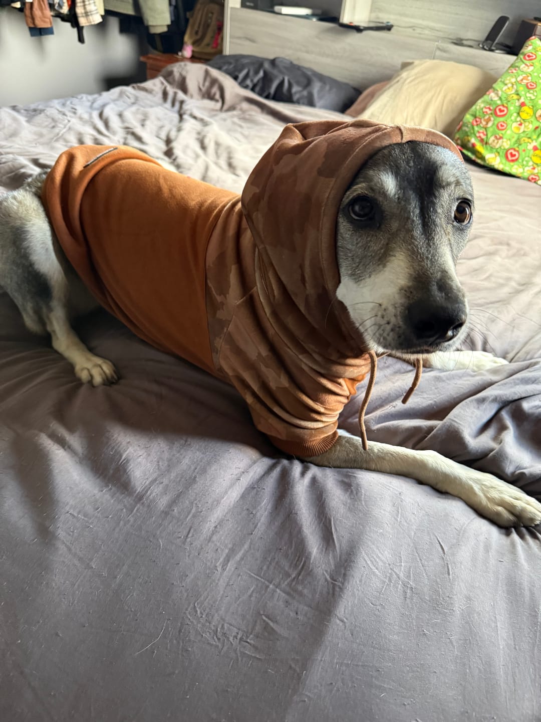 Customer photo review of Camo Dog Hoodies