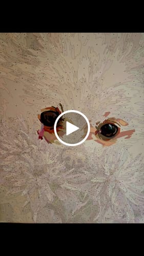 Customer video review of Petal Pomeranian