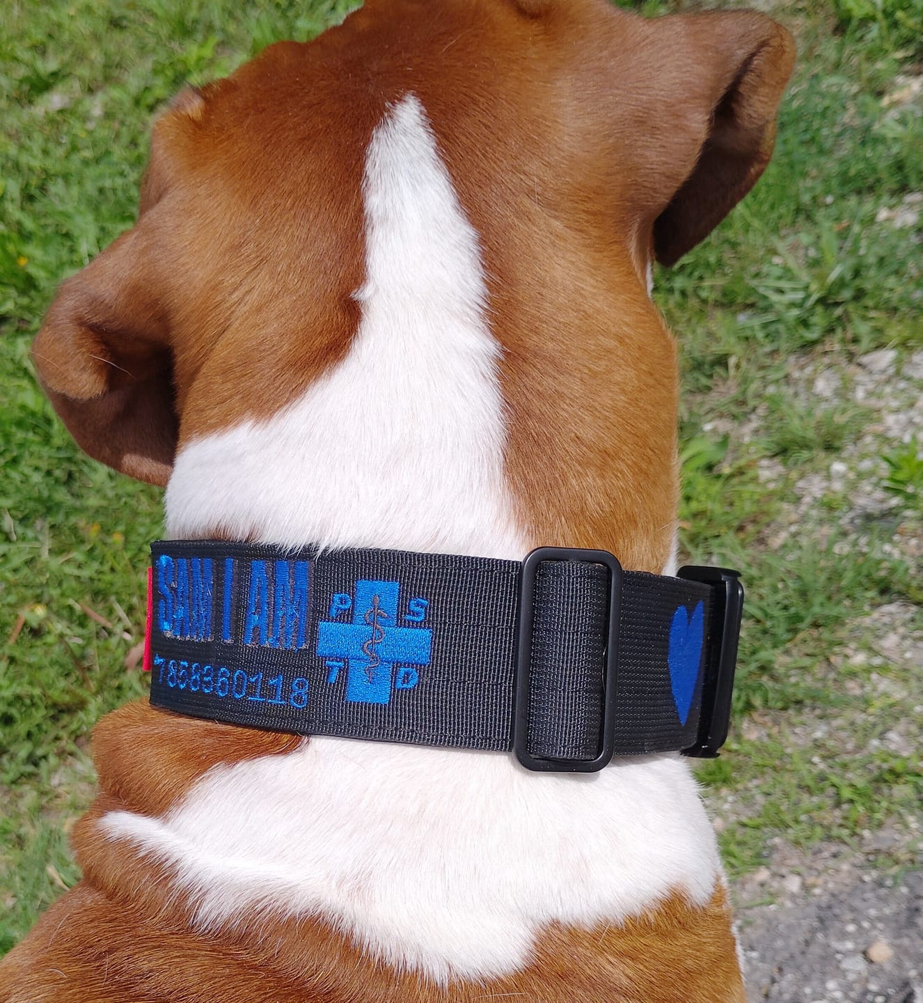 Customer photo review of 2" Tactik Dog Collar - Black