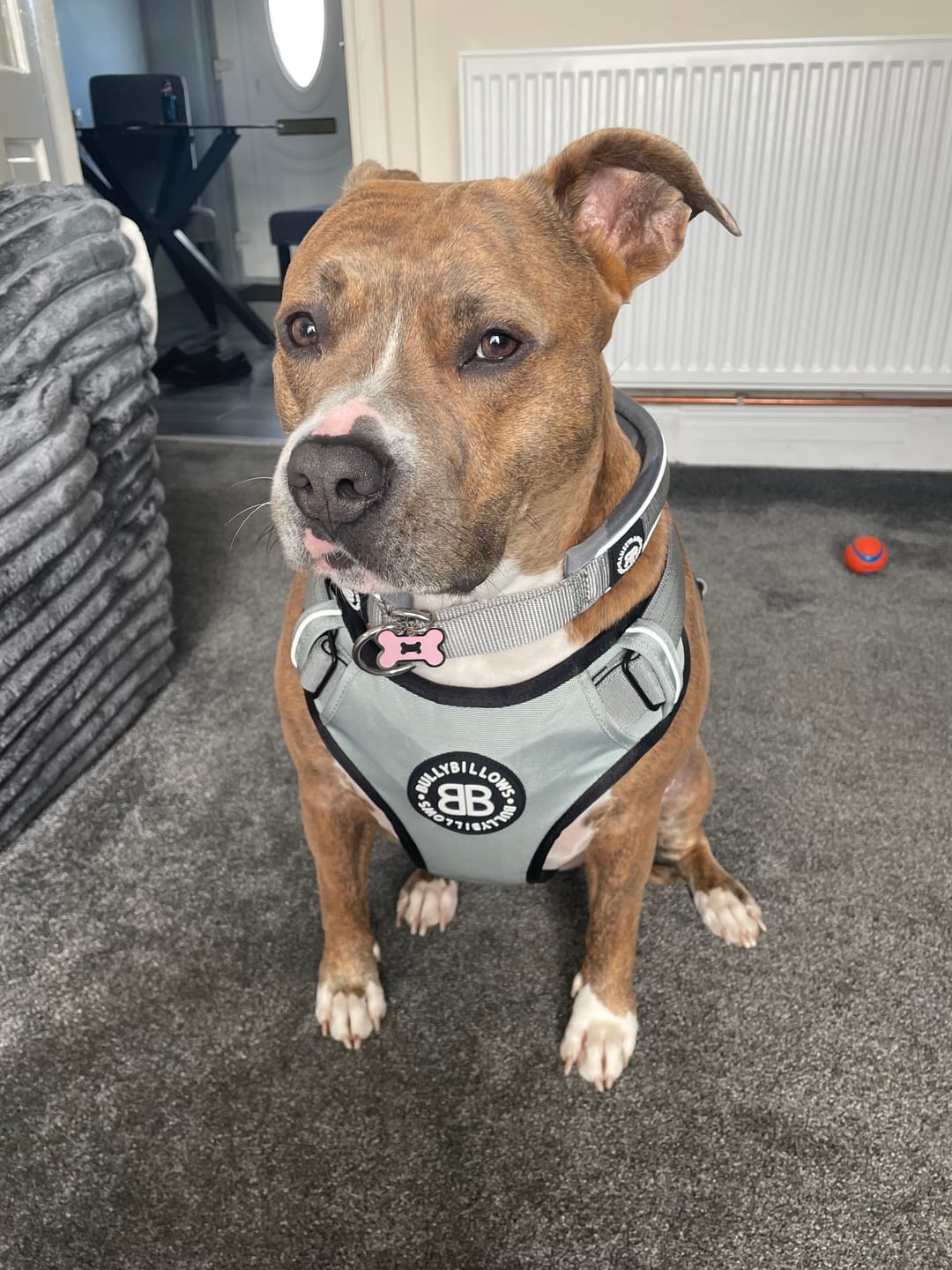 Customer photo review of Comfort Premium Harness | Non Restrictive - Metal Grey
