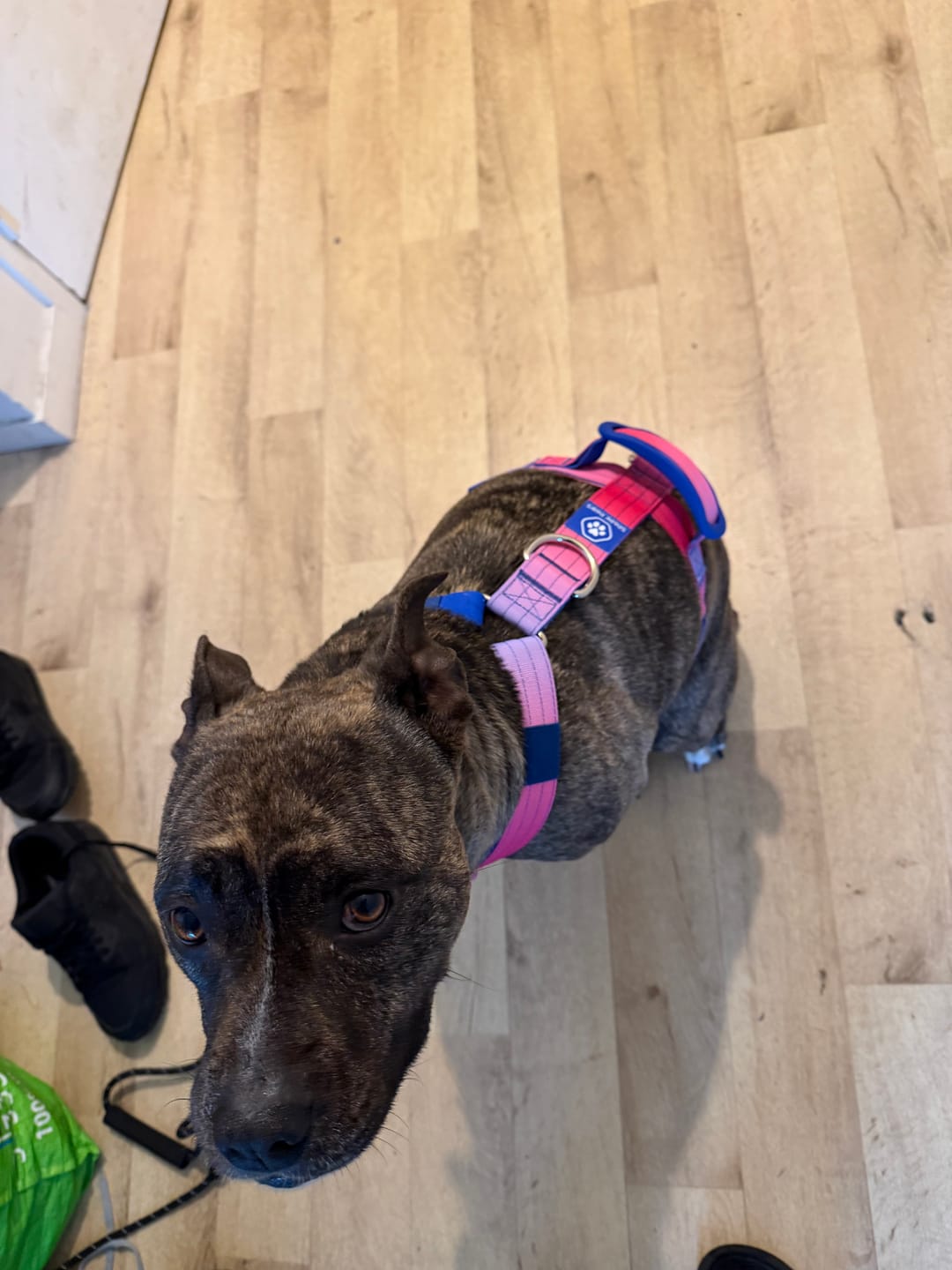 Customer photo review of Multipurpose Seatbelt Handsfree Leash & Poop Bag Holder Set