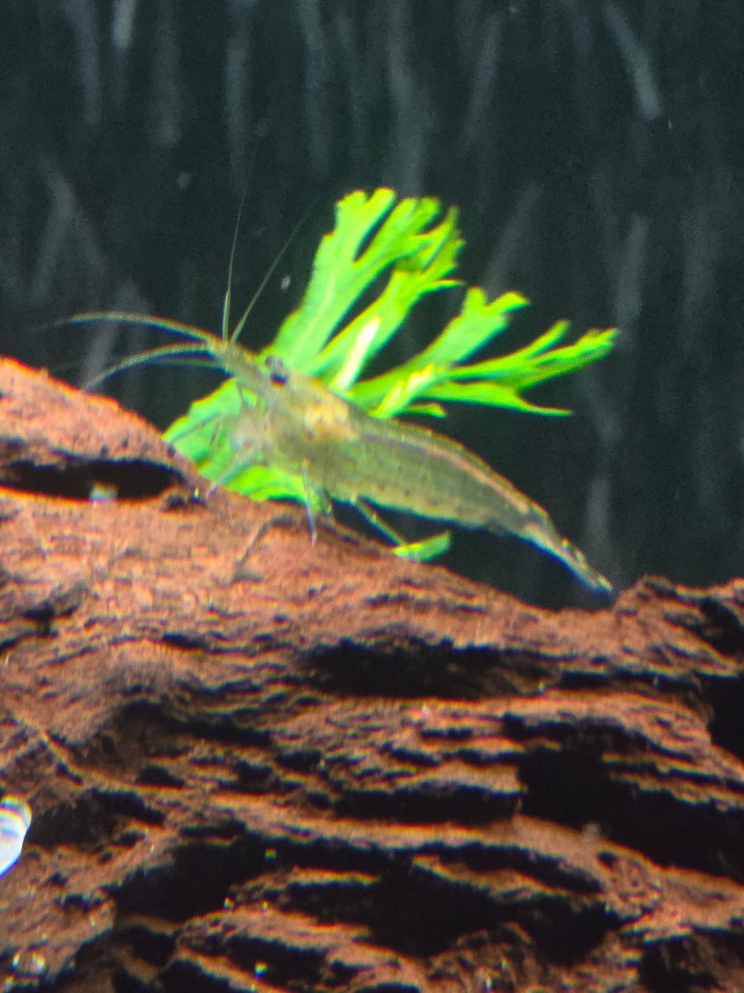 Customer photo review of Amano Shrimp