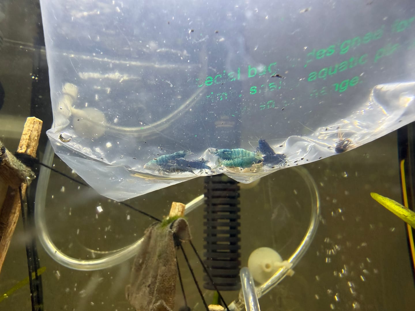 Customer photo review of Blue Bolt Shrimp (Caridina cantonensis var. “Blue Bolt”), Tank-Bred