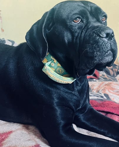 Customer photo review of 5cm Lighter Combat® Collar | With Handle Secure Clip - BananaBillows