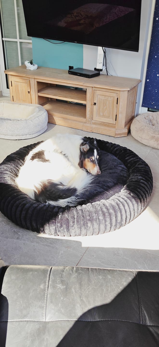 Customer photo review of Pet Perfect Orthopedische Donutmand