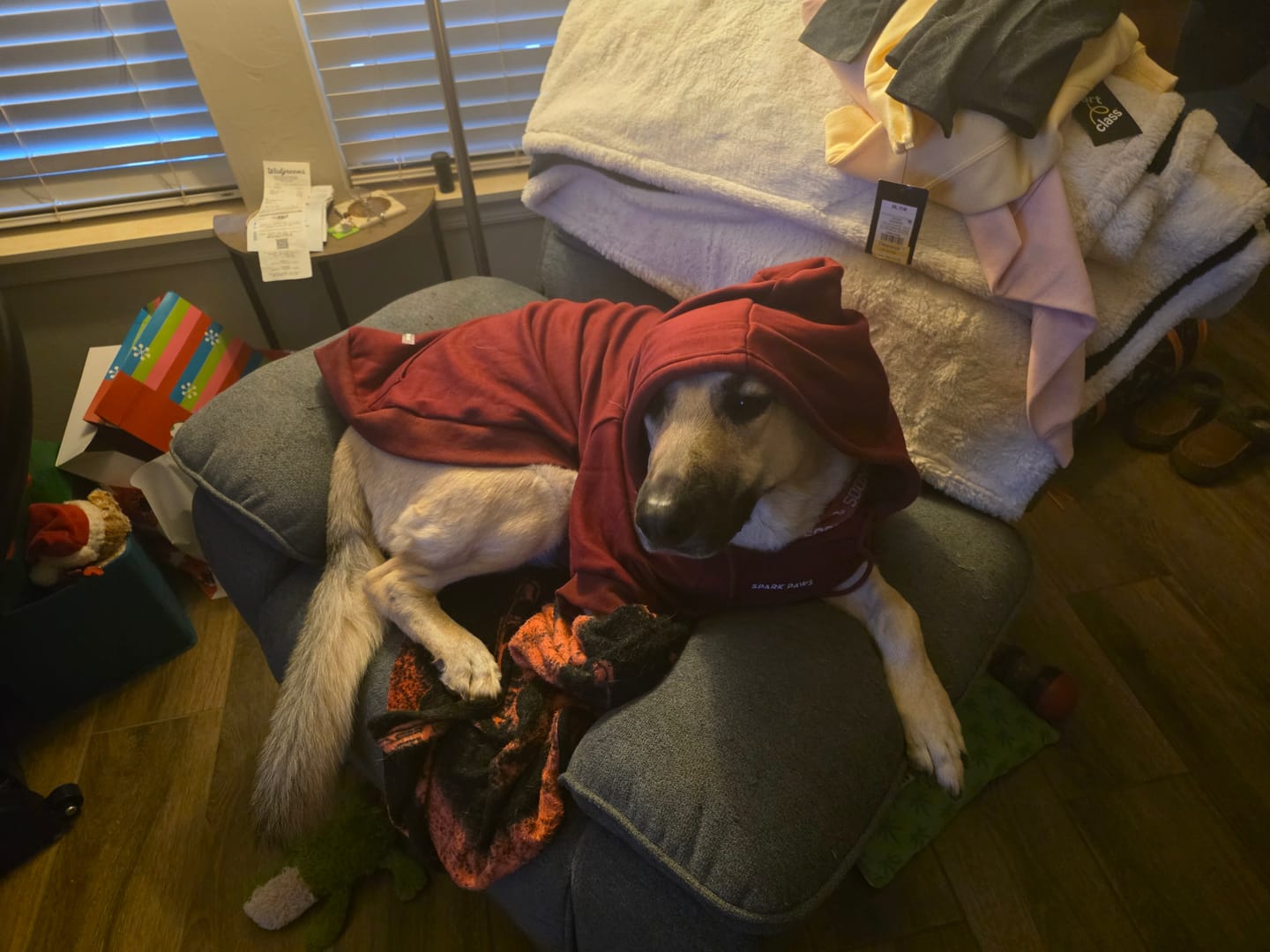 Customer photo review of Essential Dog Hoodies