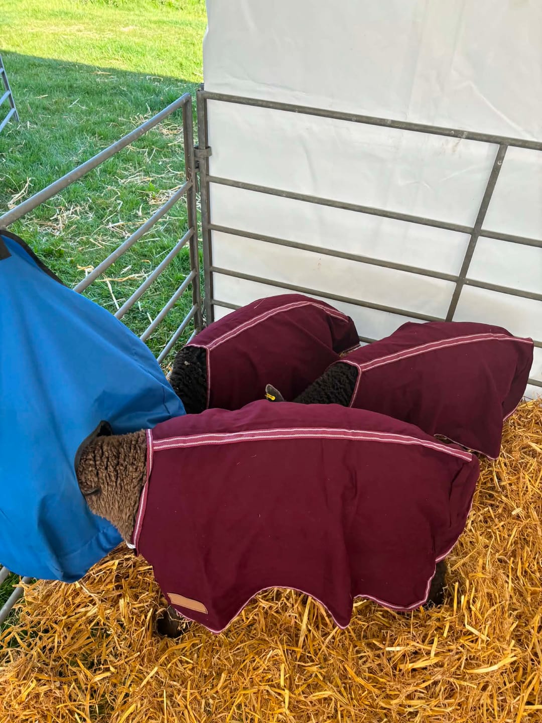 Customer photo review of Travel & Show Sheep Coat