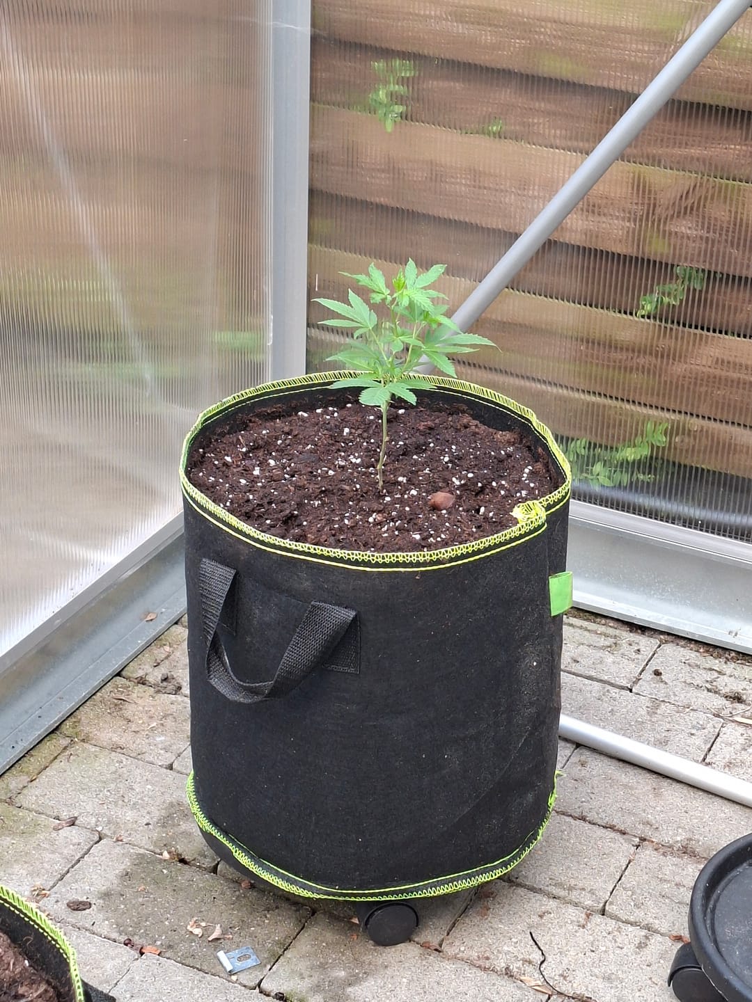 Customer photo review of Girl Scout Cookies Steckling