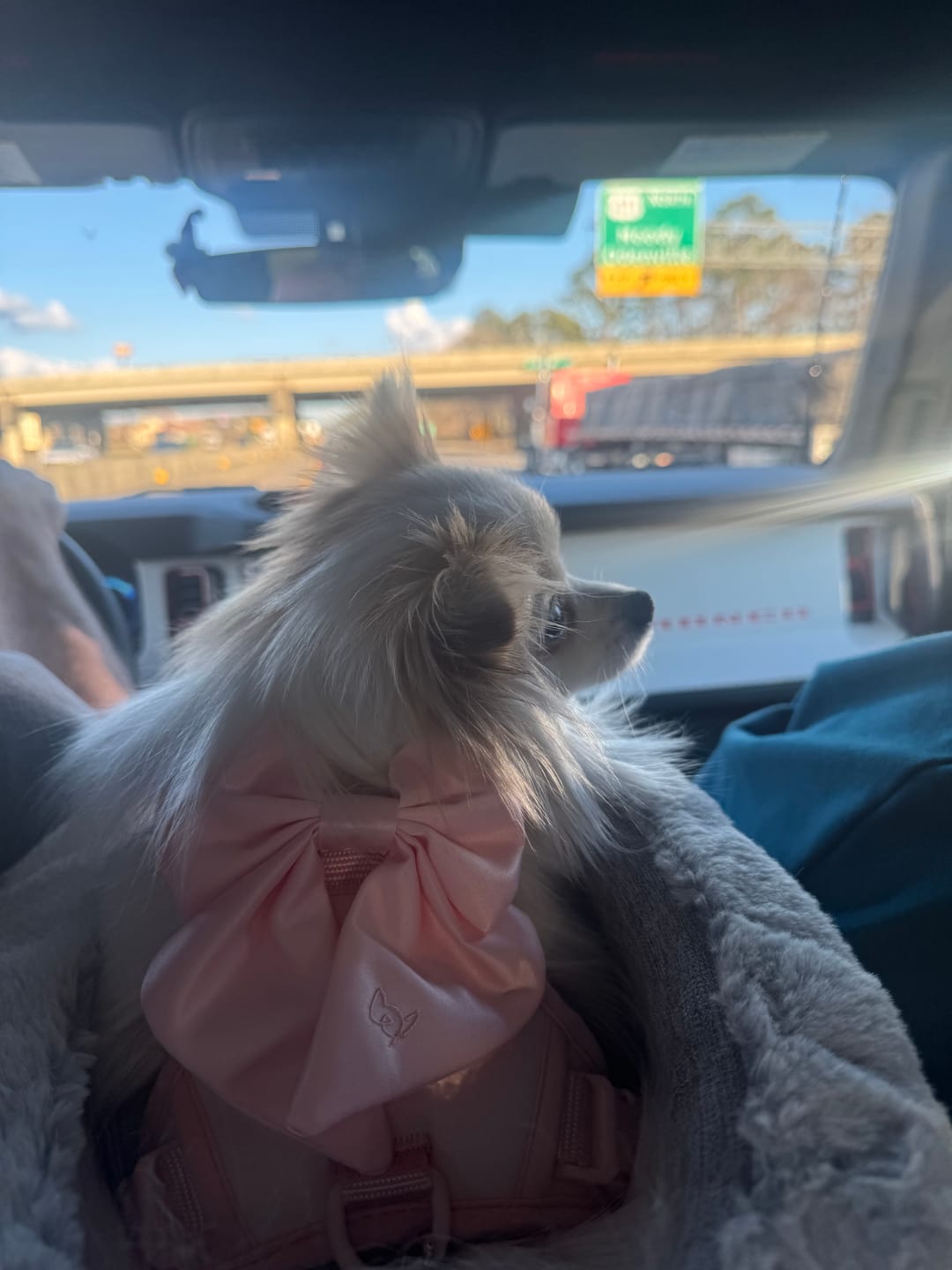 Customer photo review of Wander! Bow Harness Kit Blossom - Gold