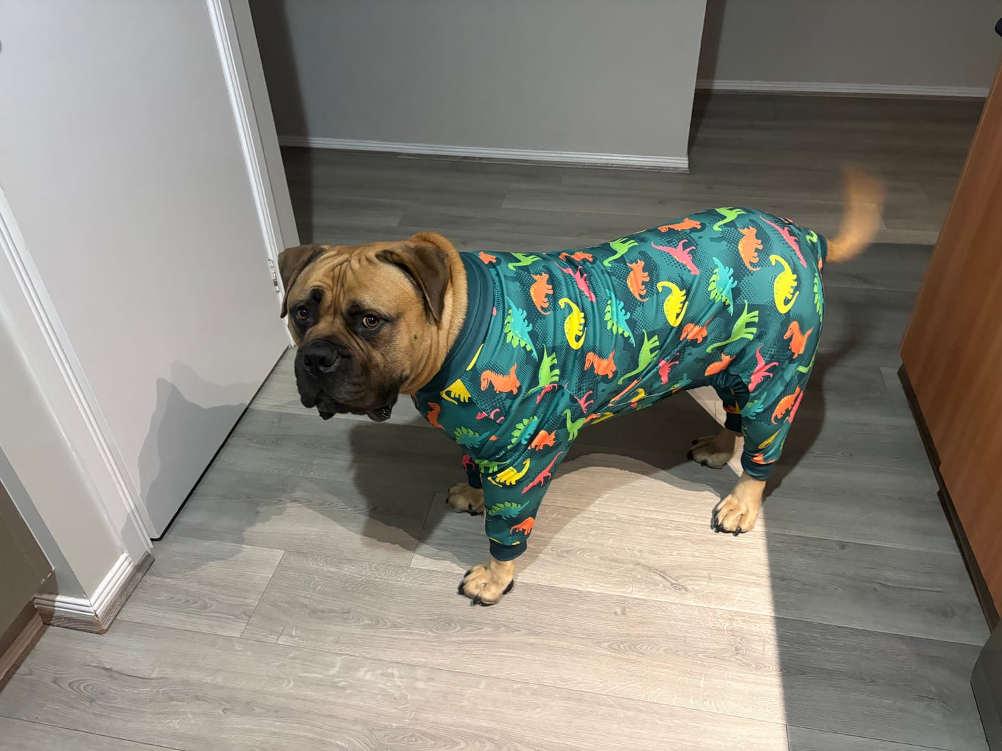 Customer photo review of Dog Pajama - Dinosaurs