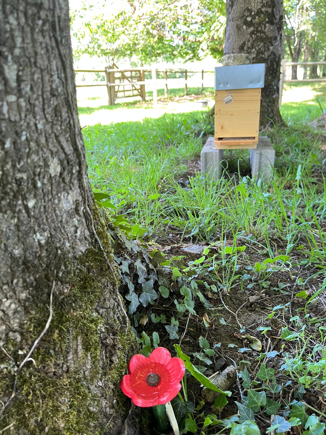 Customer photo review of La Pause des Abeilles®