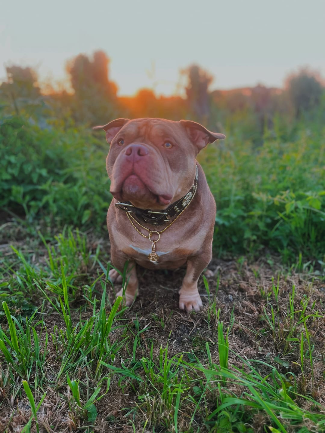 Customer photo review of ROLLEMAN® Huisdierenpenning | Vergulde Penning | Hond · Kat · Konijn