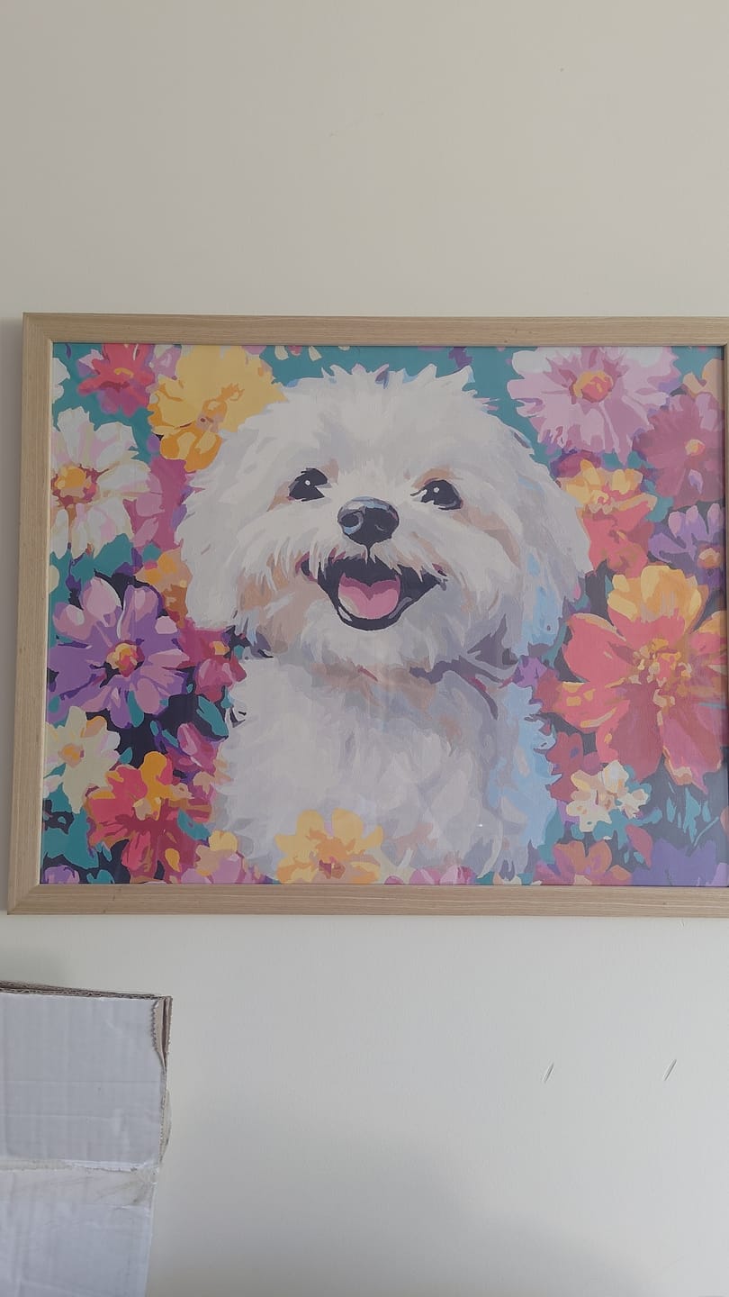 Customer photo review of Bichon Frise