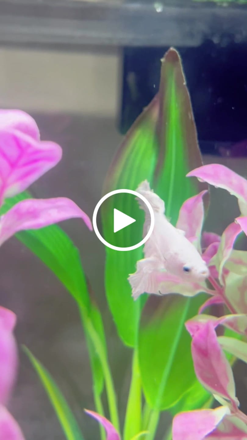 Customer video review of Super White Dumbo Ear Halfmoon Male Betta Fish
