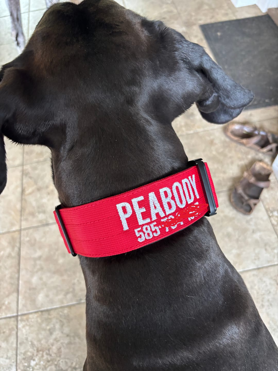Customer photo review of Red Bully Proof Collar